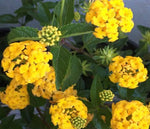 top view of Lantana Spreading Gold Rooted Starter Plant live houseplant from Divine Roots
