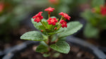 potted Lantana Florida Red live houseplant from Divine Roots