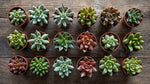 top view of Sedum Succulent Plant Pack live succulent from Divine Roots