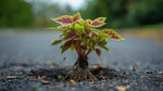 size reference for Coleus Smallwood Driveway Rooted Starter Plant live houseplant from Divine Roots