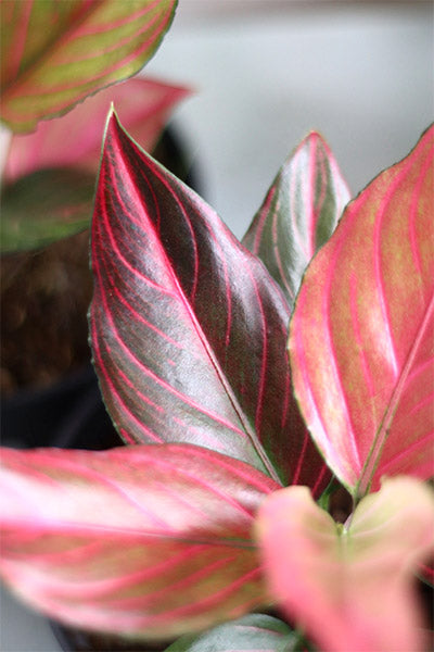 Aglaonema Red Vein Rooted Starter Plant