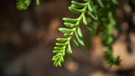 growth pattern of Senecio Peregrinus String of Dolphins live succulent from Divine Roots