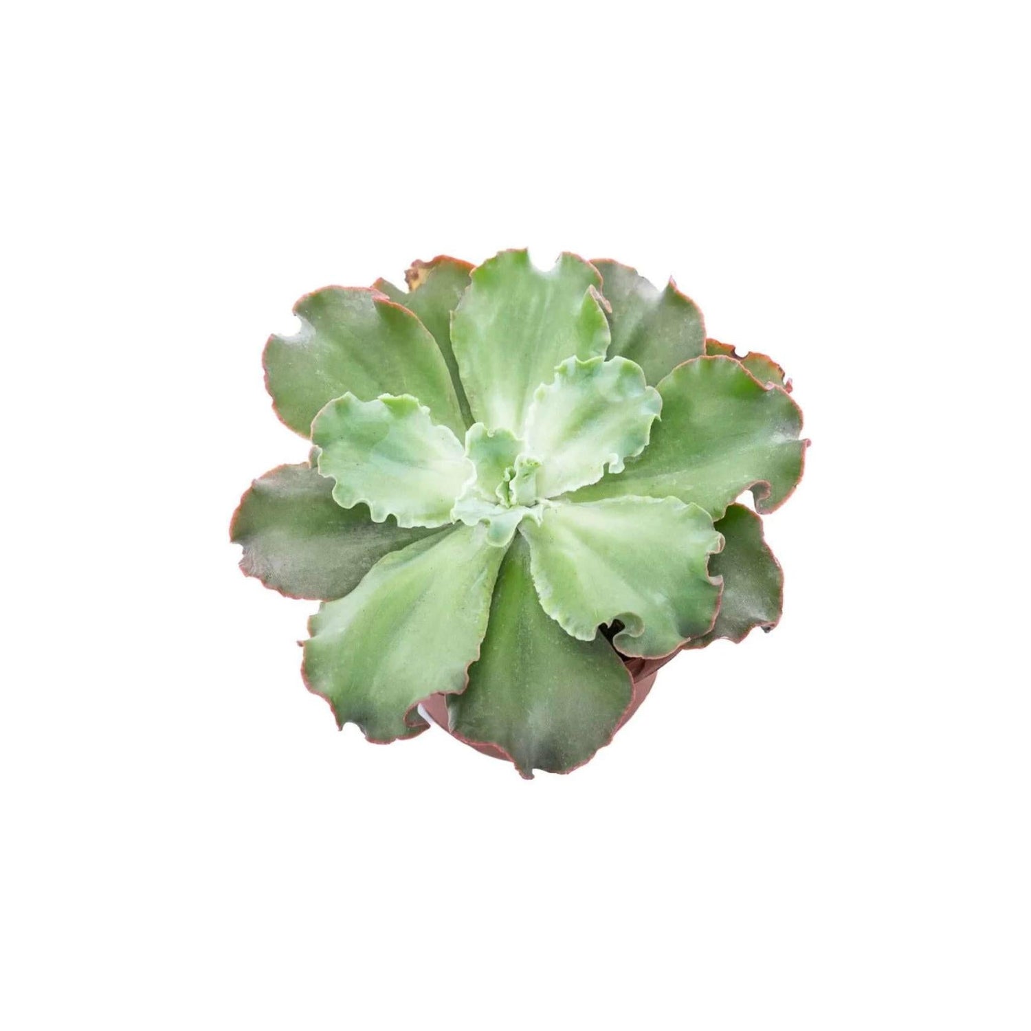 Echeveria Giant Blue