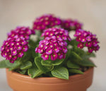close-up detail of Lantana 'Dark Purple' (Rooted Starter Plant) live houseplant from Divine Roots