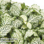 growth pattern of Fittonia Tiger Rooted Starter Plant live houseplant from Divine Roots