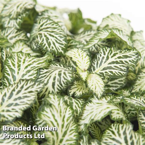 growth pattern of Fittonia Tiger Rooted Starter Plant live houseplant from Divine Roots