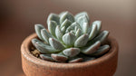 new growth on Sempervivum Silverine Succulent Rooted Starter Plant live succulent from Divine Roots