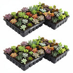 growth pattern of Succulents Assortment Rooted Starter Plant live succulent from Divine Roots