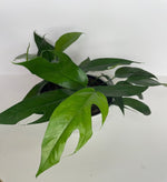 top view of Pothos Baltic Blue (Rooted Starter Plant) live Pothos from Divine Roots