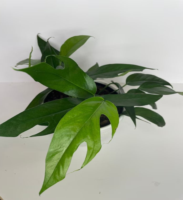 top view of Pothos Baltic Blue (Rooted Starter Plant) live Pothos from Divine Roots