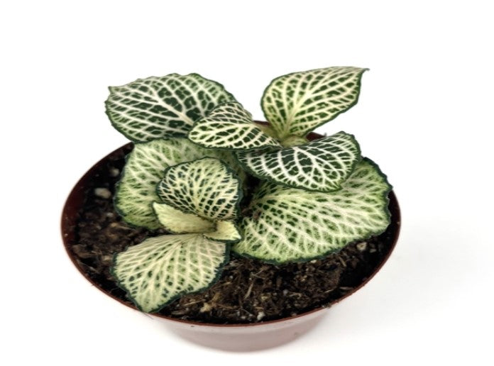 potted Fittonia Purple Snow Anne Rooted Starter Plant live houseplant from Divine Roots