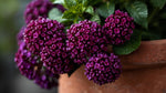 top view of Lantana camara 'Dark Purple' live houseplant from Divine Roots