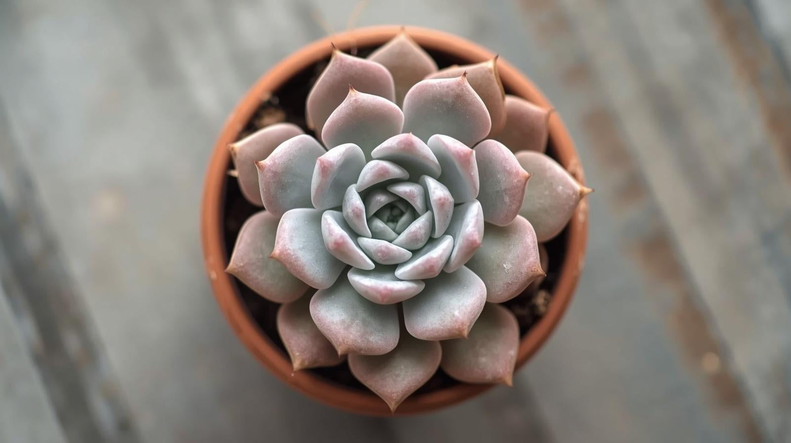 leaf detail of Echeveria Lola Rooted Starter Plant live succulent from Divine Roots