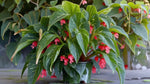 leaf detail of Angel Wing Begonia Torch Rooted Starter Plant live Begonia from Divine Roots