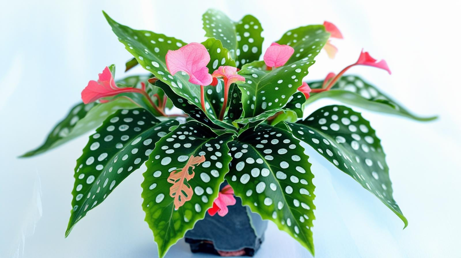 leaf detail of Angel Wing Begonia My Special Angel live Begonia from Divine Roots