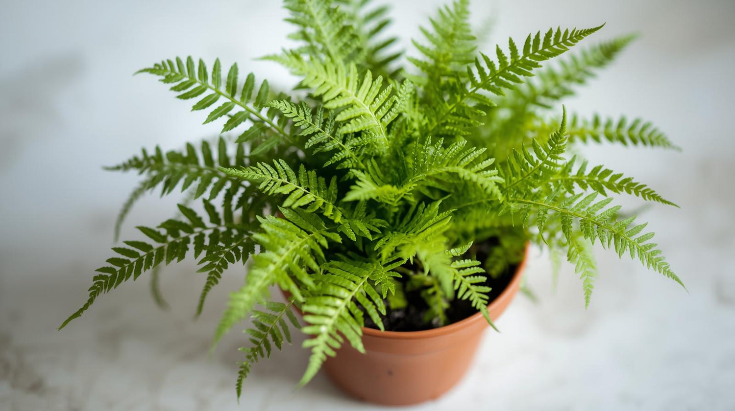 Fern Boston Massii (Rooted Starter Plant)