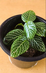 size reference for Fittonia Whisper Rooted Starter Plant live houseplant from Divine Roots