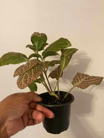 potted Fittonia Mistral Rooted Starter Plant live houseplant from Divine Roots