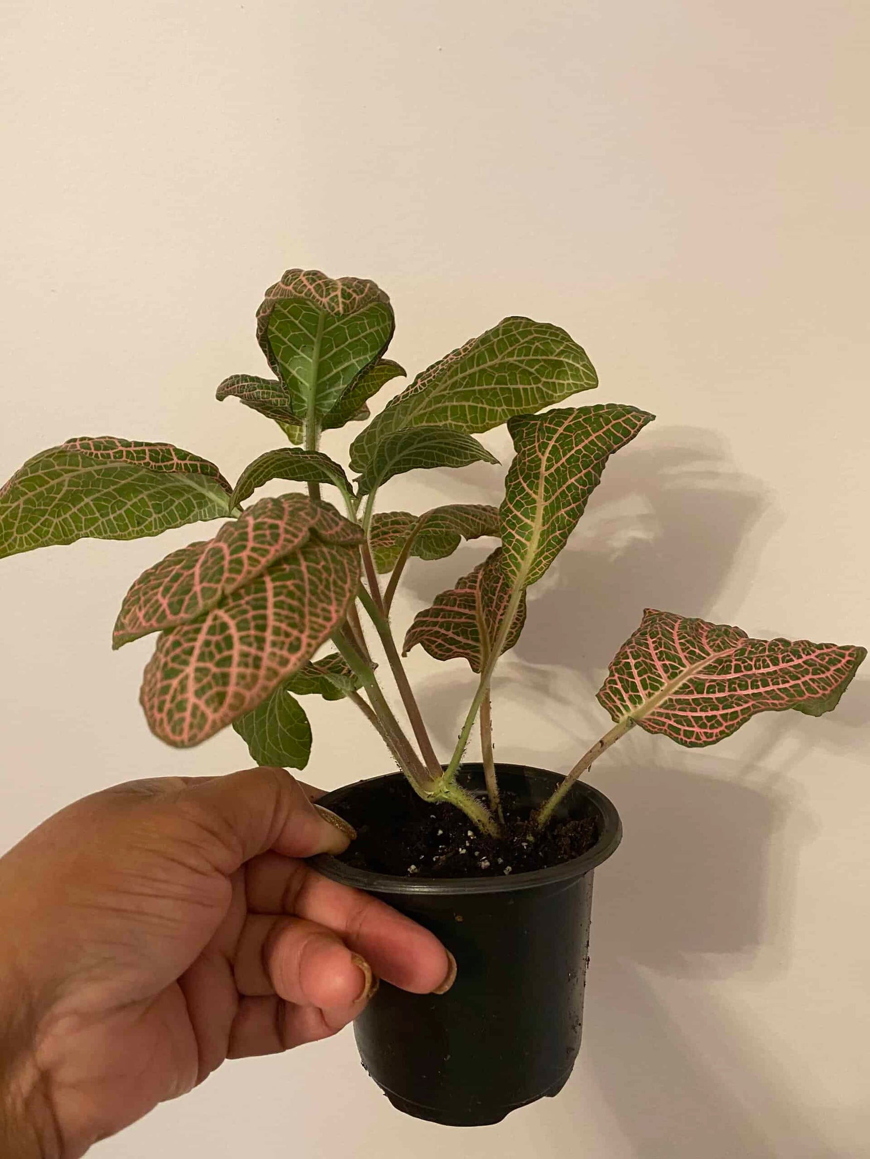 potted Fittonia Mistral Rooted Starter Plant live houseplant from Divine Roots