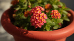 growth pattern of Lantana Dallas Red (Rooted Starter Plant) live houseplant from Divine Roots