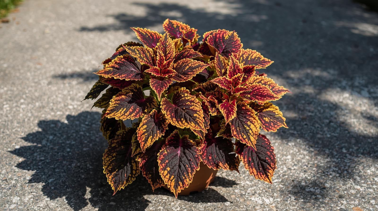 Coleus Smallwood Driveway Rooted Starter Plant live houseplant from Divine Roots