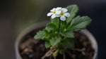 new growth on Lantana Upright White (Rooted Starter Plant) live houseplant from Divine Roots