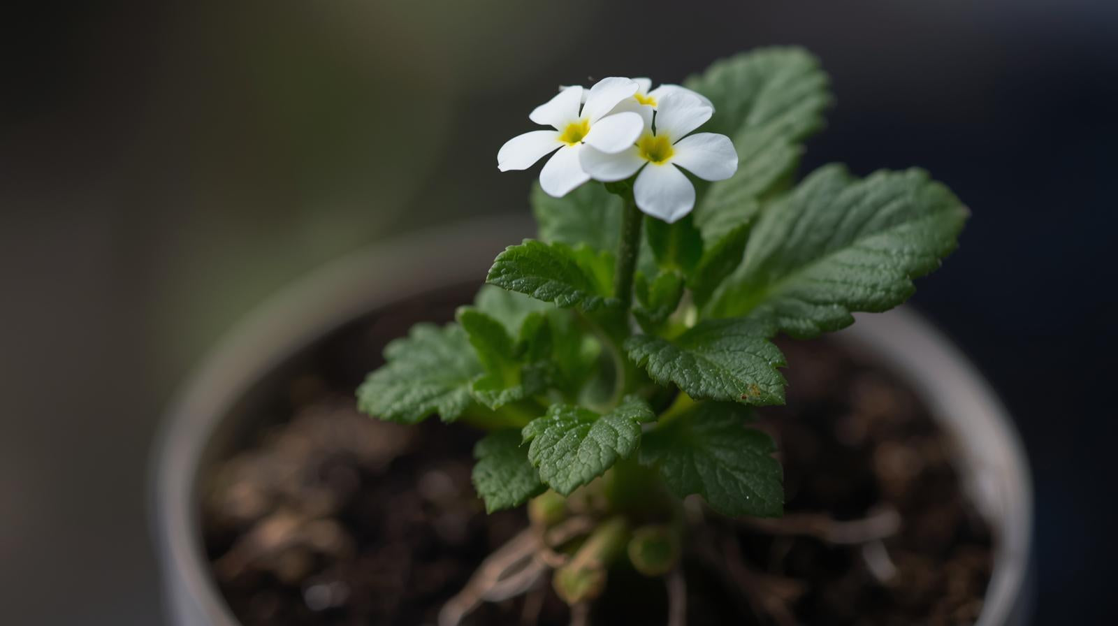 new growth on Lantana Upright White (Rooted Starter Plant) live houseplant from Divine Roots