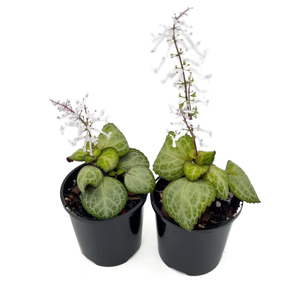 growth pattern of Plectranthus Swedish Ivy Emerald Lace live trailing plant from Divine Roots