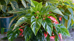 growth pattern of Angel Wing Begonia Lois Burke Rooted Starter Plant live Begonia from Divine Roots
