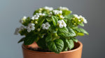 Lantana Upright White (Rooted Starter Plant) live houseplant from Divine Roots
