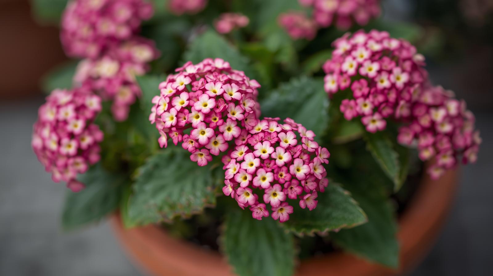 new growth on Lantana Wagon Wheel Pink live houseplant from Divine Roots