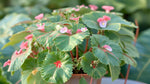 potted Angel Wing Begonia Richmondensis Pink Rooted Starter Plant live Begonia from Divine Roots