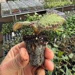 side profile of Episcia Pink Panther Rooted Starter Plant live succulent from Divine Roots