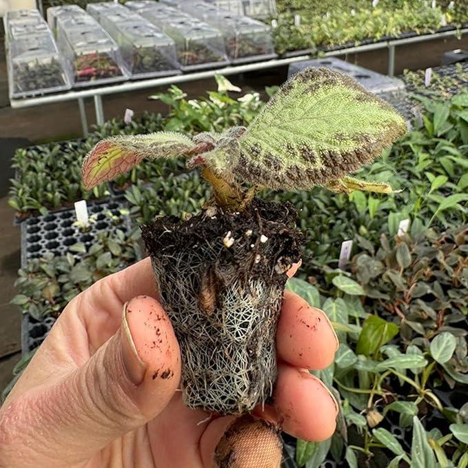 side profile of Episcia Pink Panther Rooted Starter Plant live succulent from Divine Roots