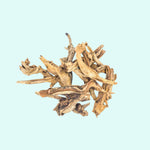 potted Pacific Wood For Aquascaping live houseplant from Divine Roots