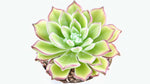 Echeveria Setosa Arrow live plant from Divine Roots — photo 4 of 11