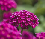 top view of Lantana 'Dark Purple' (Rooted Starter Plant) live houseplant from Divine Roots