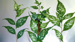 size reference for Angel Wing Begonia Lois Burke live Begonia from Divine Roots