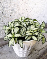 side profile of Fittonia White Tiger Rooted Starter Plant live houseplant from Divine Roots