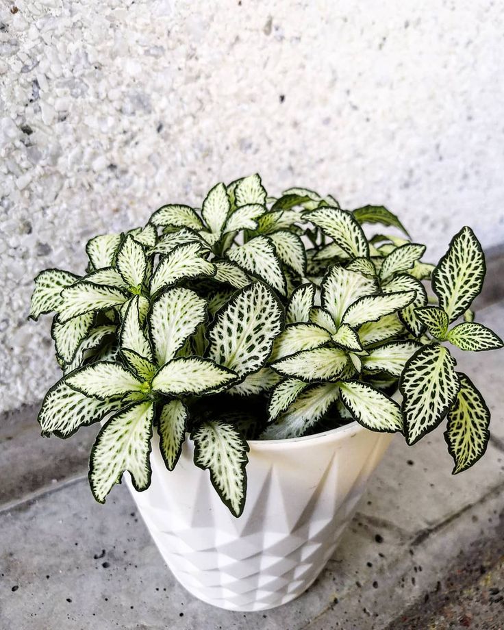 side profile of Fittonia White Tiger Rooted Starter Plant live houseplant from Divine Roots