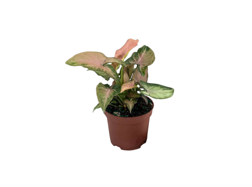 Arrowhead (Syngonium sp.)