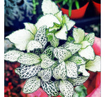 full view of Fittonia Lovers Rooted Starter Plant live houseplant from Divine Roots