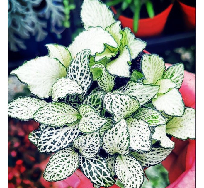 full view of Fittonia Lovers Rooted Starter Plant live houseplant from Divine Roots