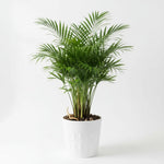 size reference for Bella Palm (Chamaedorea elegans) live palm from Divine Roots