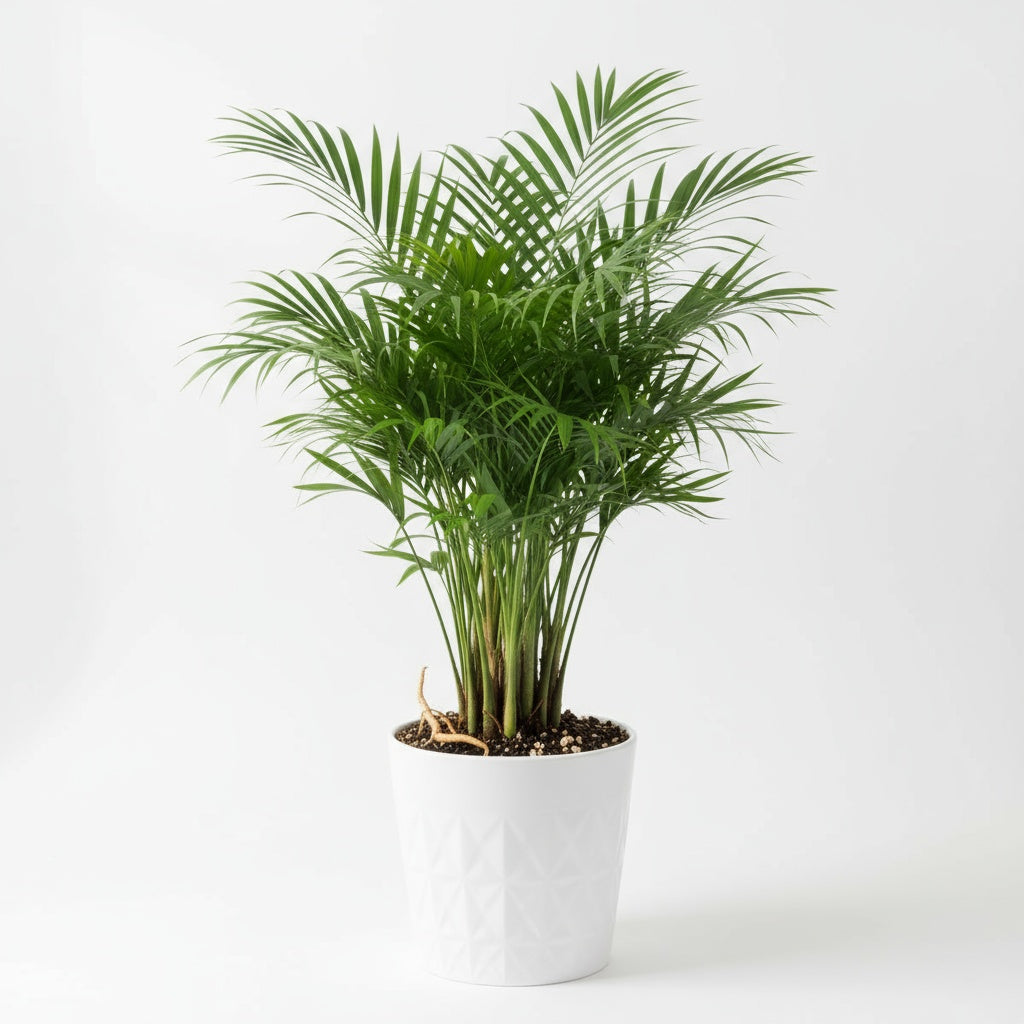 size reference for Bella Palm (Chamaedorea elegans) live palm from Divine Roots