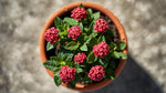 detail shot of Lantana Dwarf Raspberry live houseplant from Divine Roots