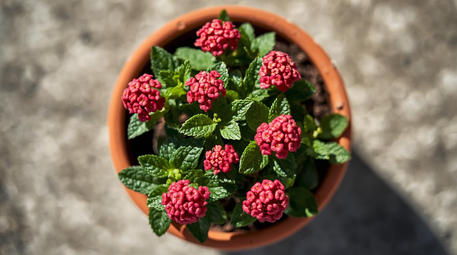 detail shot of Lantana Dwarf Raspberry live houseplant from Divine Roots
