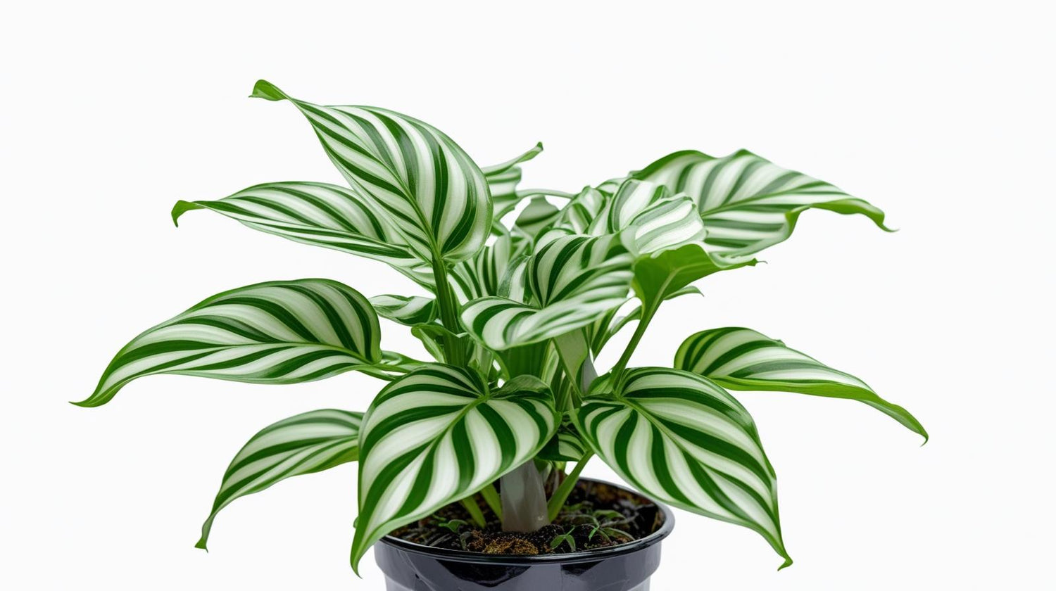 Calathea Freddie live prayer plant from Divine Roots