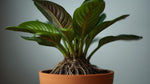 full view of Calathea Freddie Rooted Starter Plant live prayer plant from Divine Roots
