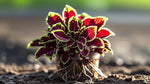 full view of Coleus Inky Fingers Rooted Starter Plant live houseplant from Divine Roots